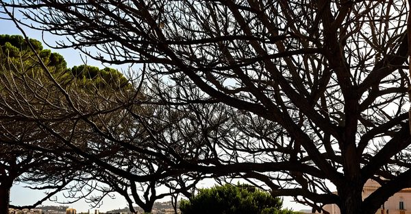 Découvrez l'élagage expert à marseille pour vos arbres